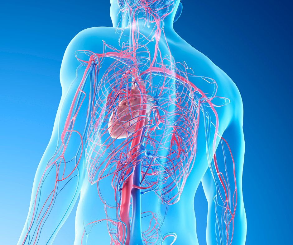 Bemer: La terapia fisica vascolare per la microcircolazione 22 Microcircolazione